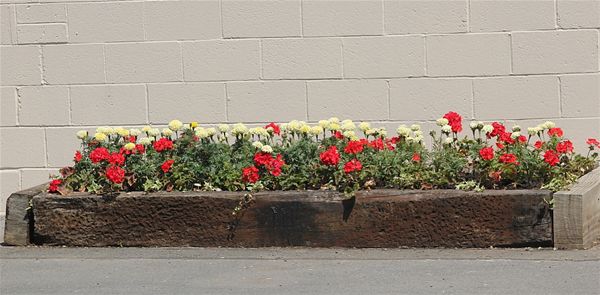 some-of-the-flowers-at-ryde
